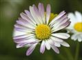 ox -eye daisy,dog daisy -moon daisy
